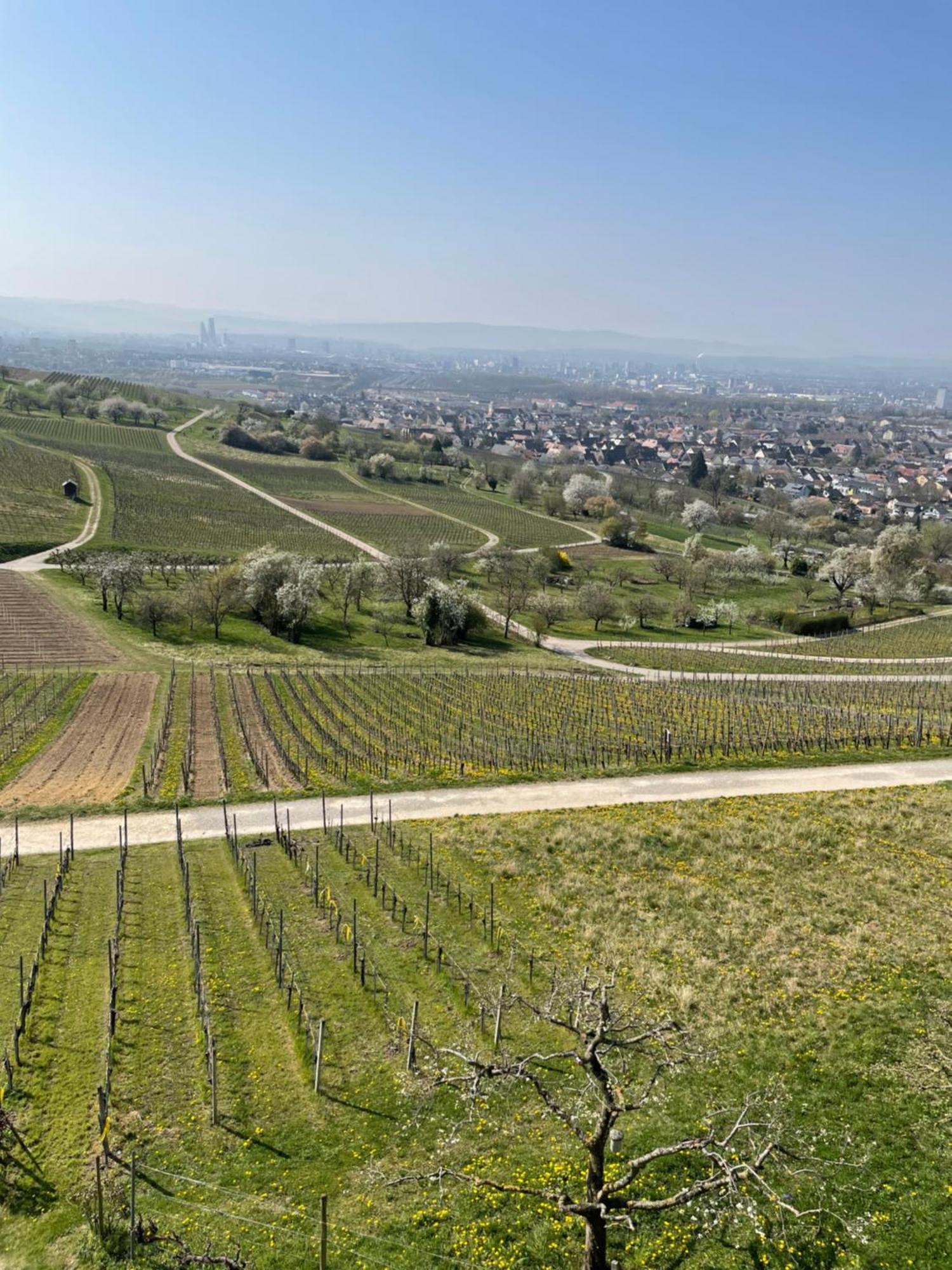 Landgasthof Rebstock Weil Am Rhein / Basel Exteriör bild